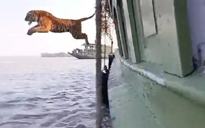 নৌকা থেকে পানিতে লাফ দিল রয়্যাল বেঙ্গল টাইগার